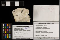 Foto (Objekt + Etiketten) von ? Isopoda indet. (NHMW-GEO-1990-0041-0097)